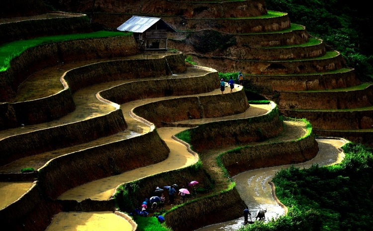 rice terraces ha giang vietnam transplanting